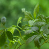 All Balance — Daily Herbal Tonic