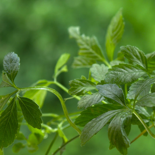 All Balance — Daily Herbal Tonic