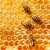All Better — Bee-Derived Vitality Powder
